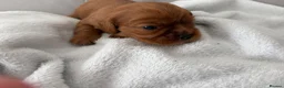 Cavalier King Charles Spaniel dogs for sale: Cavalier King Charles Spaniel puppies  - Advert 10
