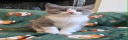 British Shorthair cats for sale: Beautiful British Shorthair kittens - Advert 3