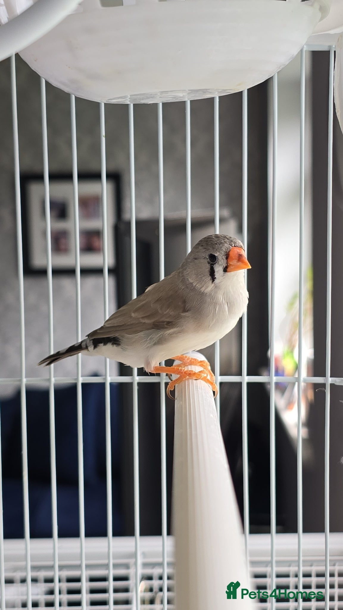 Finches birds Beautiful zebra finch  - Advert 1