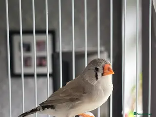 Finches birds Beautiful zebra finch - Advert 1