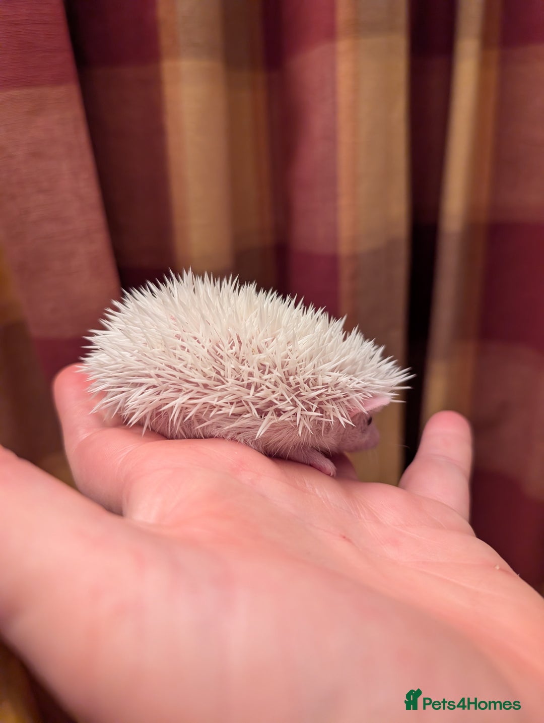 Pygmy Hedgehog rodents for sale: Lovely baby boys  - Advert 4
