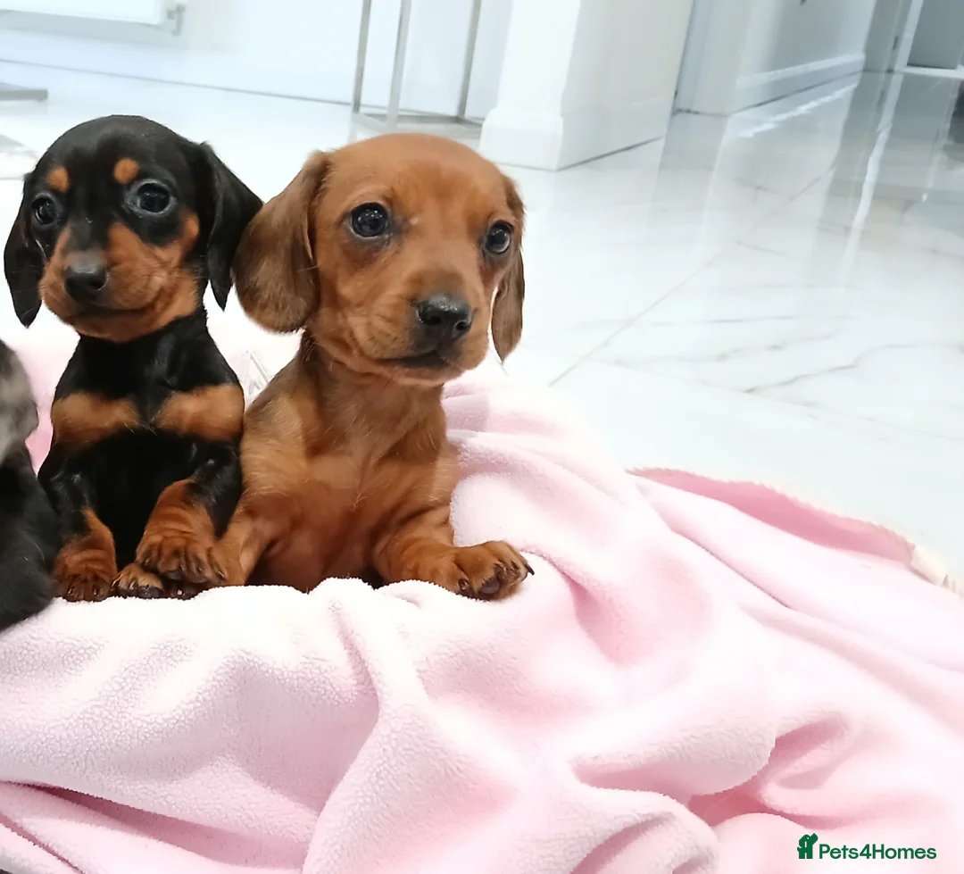 Miniature Dachshund dogs for sale: Miniature dachshund puppy's  - Advert 4