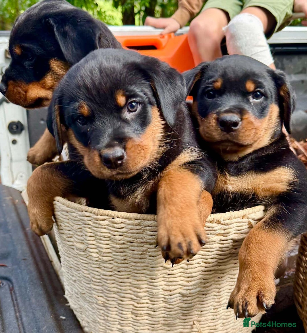 Rottweiler dogs for sale: Rottweiler purebred Puppies - Image 4