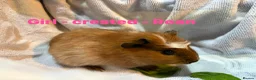 Guinea Pig rodents for sale: Ready to leave - Male & Female Guinea pigs  - Advert 10