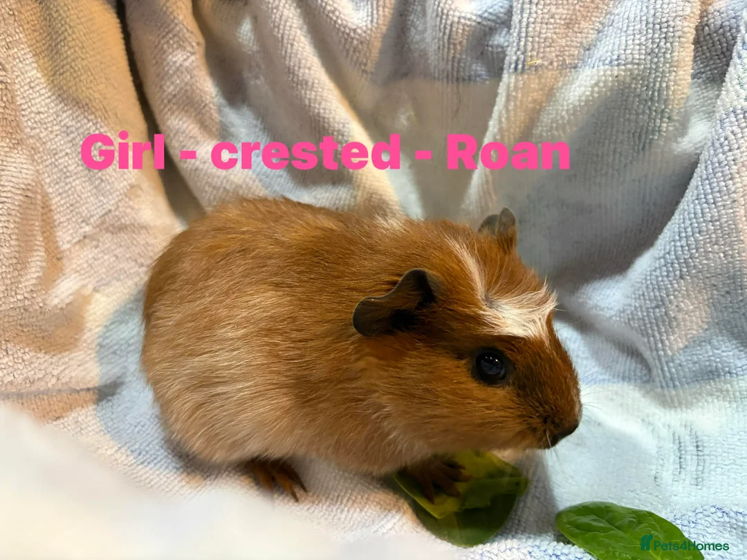 Guinea Pig rodents for sale: Ready to leave - Male & Female Guinea pigs  - Advert 10
