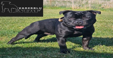 Staffordshire Bull Terrier dogs - Advert 13