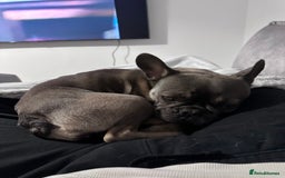 French Bulldog dogs for sale: 3 Year old French Bulldog - Image 3