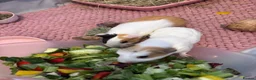 Guinea Pig rodents for sale: 2 Female Guinea Pigs  - Advert 2