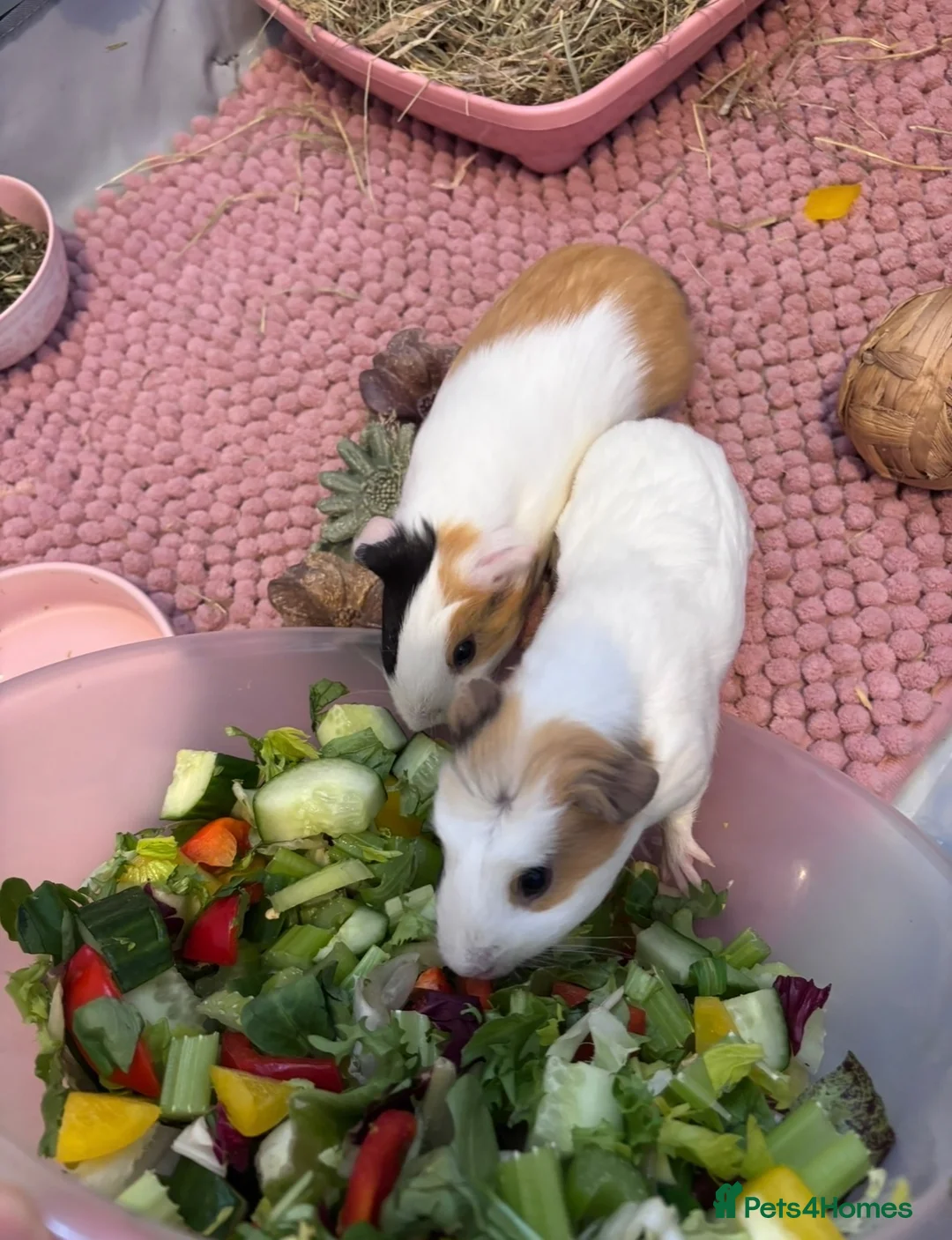 Guinea Pig rodents for sale: 2 Female Guinea Pigs  - Advert 2