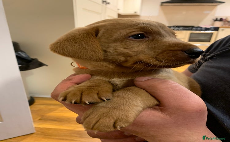 Labrador Retriever dogs Red KC registered Labrador puppies for sale  - Advert 1