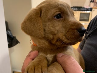 Labrador Retriever dogs Red KC registered Labrador puppies for sale - Advert 13