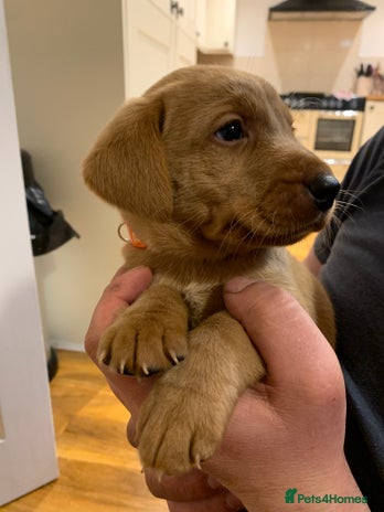 Labrador Retriever dogs Red KC registered Labrador puppies for sale - Advert 1