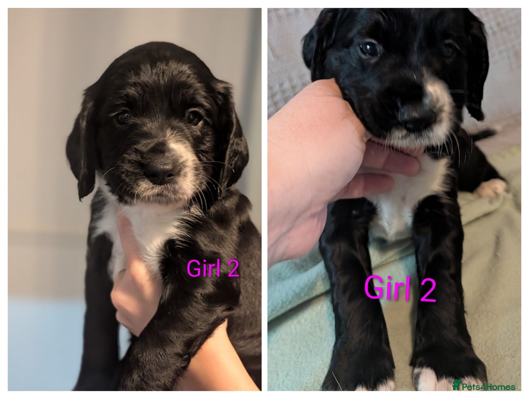 Sprocker dogs for sale: Chunky Sprocker Spaniel puppies - Advert 14