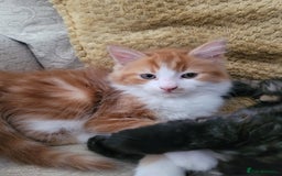 Mixed Breed cats for sale: Bonded pair of Kittens (vaccinated) - Image 4