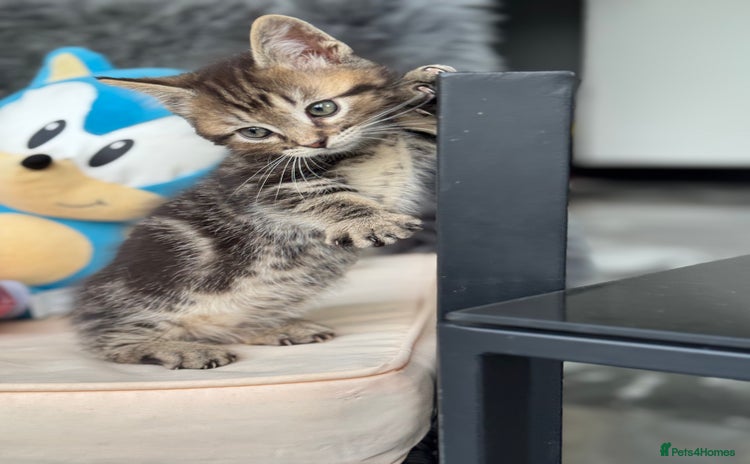 Munchkin cats 1 x short leg MUNCHKIN KITTEN - from cleanest home - Advert 3