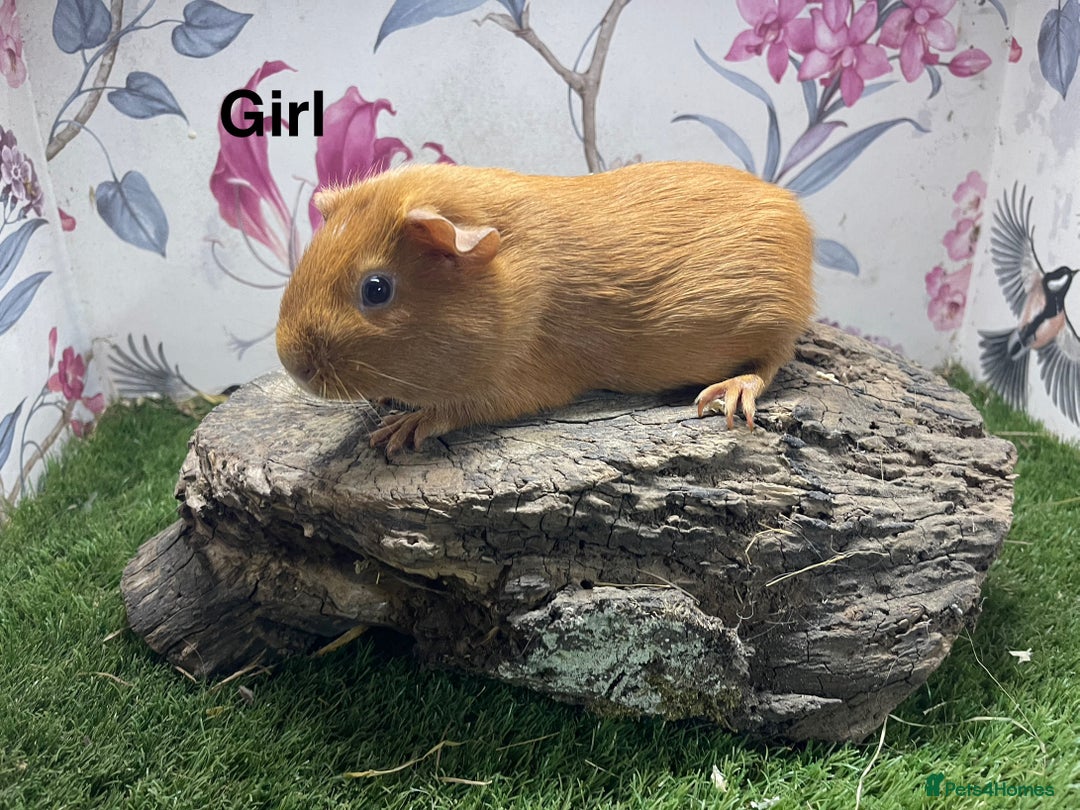 Guinea Pig rodents for sale: Female guinea pigs  - Image 1