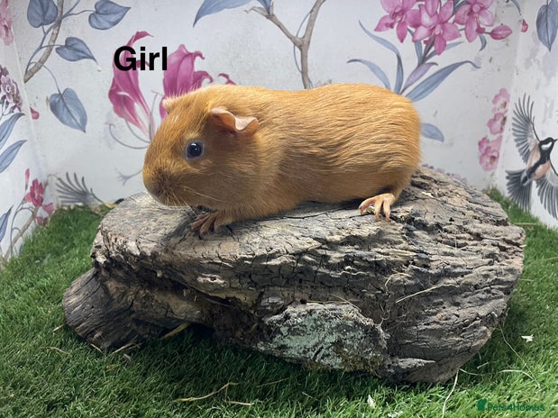 Guinea Pig rodents - Advert 8