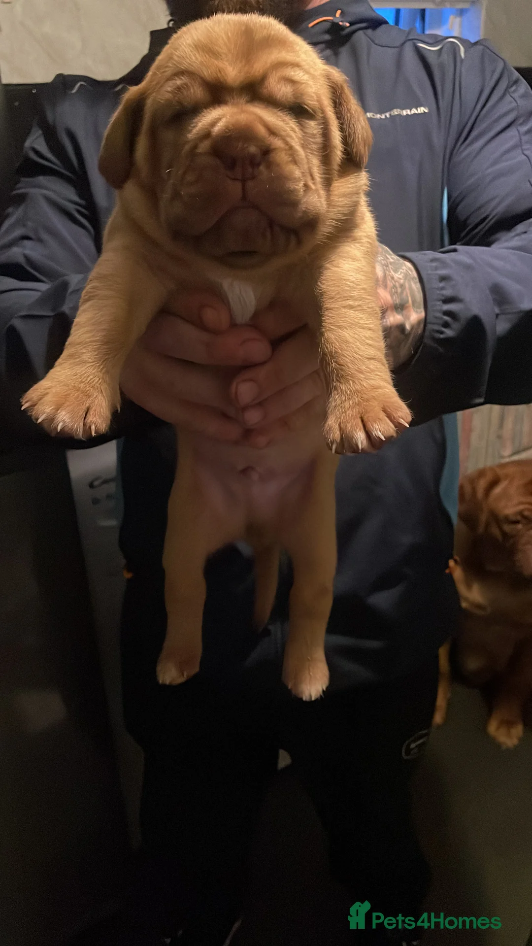 Dogue De Bordeaux dogs for sale: Last boy of the litter - Advert 5