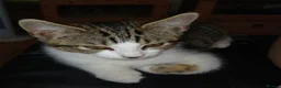 Mixed Breed cats for sale: 3 beautiful kittens - Advert 7