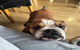 English Bulldog dogs for sale: 9 month old female bulldog standard  - Image 1