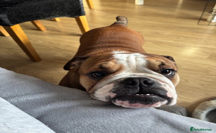 English Bulldog dogs - Advert 14