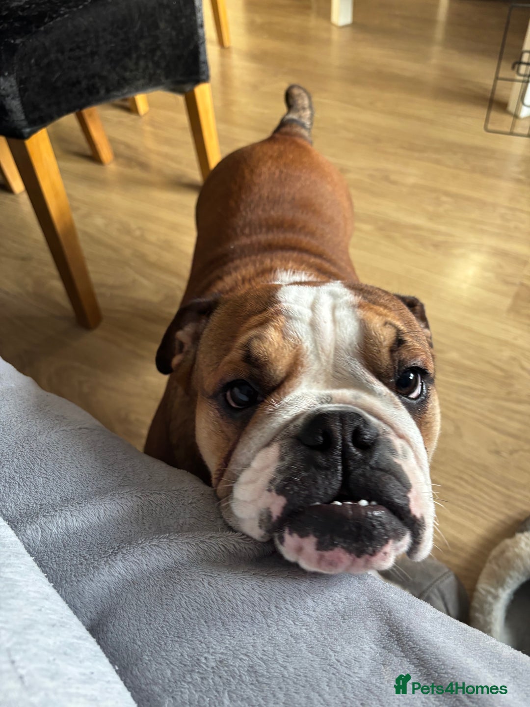English Bulldog dogs for sale: 9 month old female bulldog standard  - Image 1
