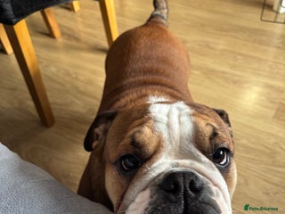 English Bulldog dogs - Advert 1