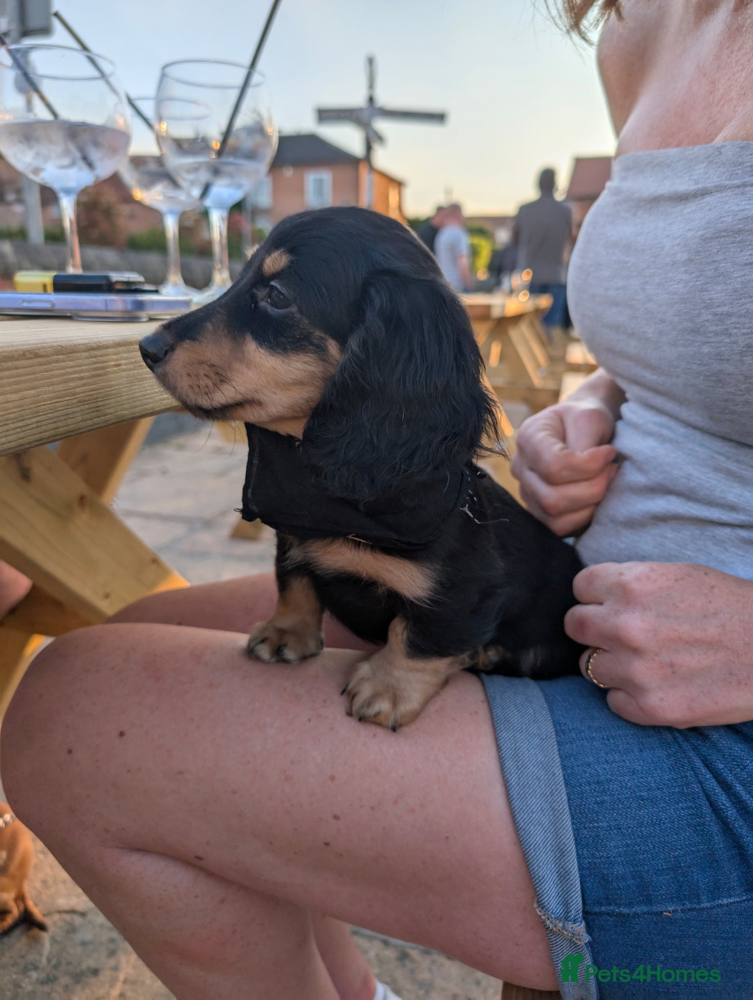 Dachshund dogs for sale: FULLY VAC'D Long Coat Mini Mini Dax Pups in Retford - Image 5