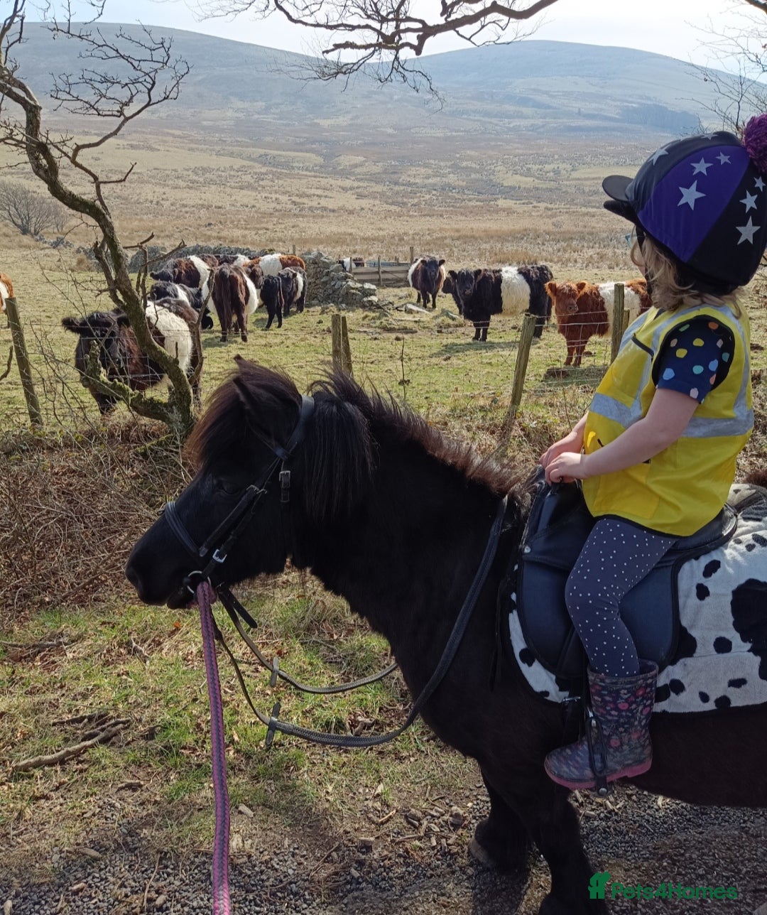 Shetland pony horses for sale: Lead rein pony and companion  - Image 5