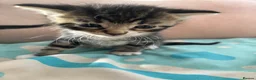 Mixed Breed cats for sale: Adorable Bengal x Shorthair Kittens - Advert 16