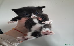 Mixed Breed cats for sale: 3 beautiful black and white kittens  - Image 2
