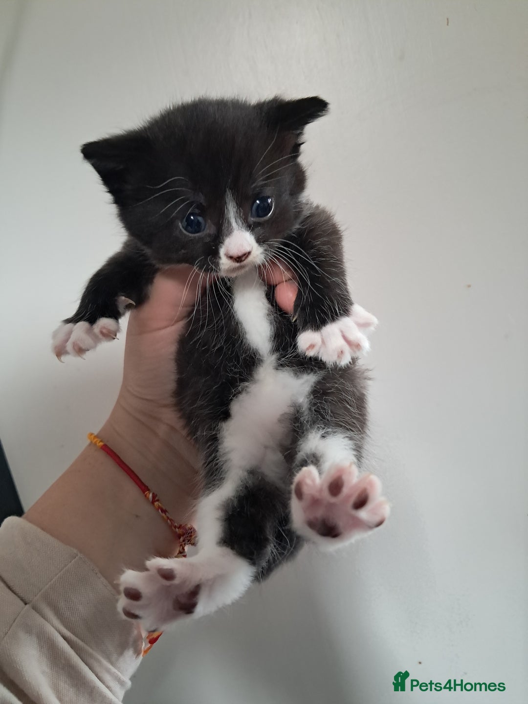 Mixed Breed cats for sale: 3 beautiful black and white kittens  - Image 2