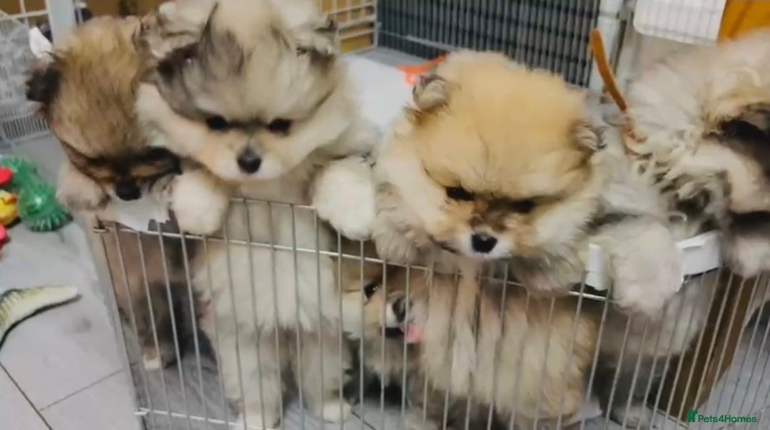 Pomeranian dogs Pomeranian puppies for sale 🐶🐾 - Advert 2