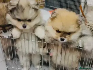 Pomeranian dogs Pomeranian puppies for sale 🐶🐾 - Advert 15