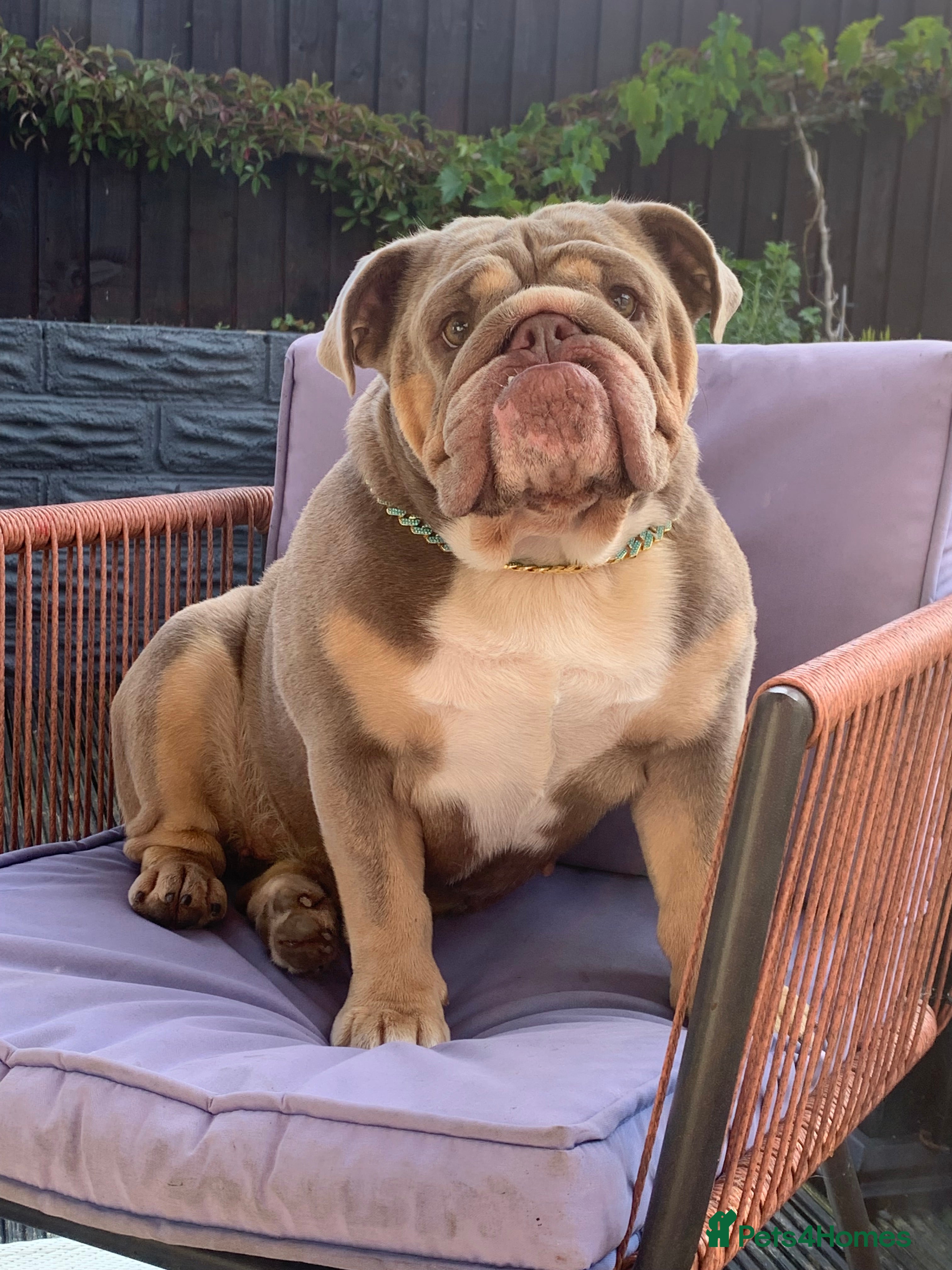 English Bulldog dogs KC English Bulldog Puppies Exceptional Quality  - Advert 4