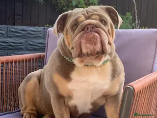 English Bulldog dogs KC English Bulldog Puppies Exceptional Quality - Advert 4