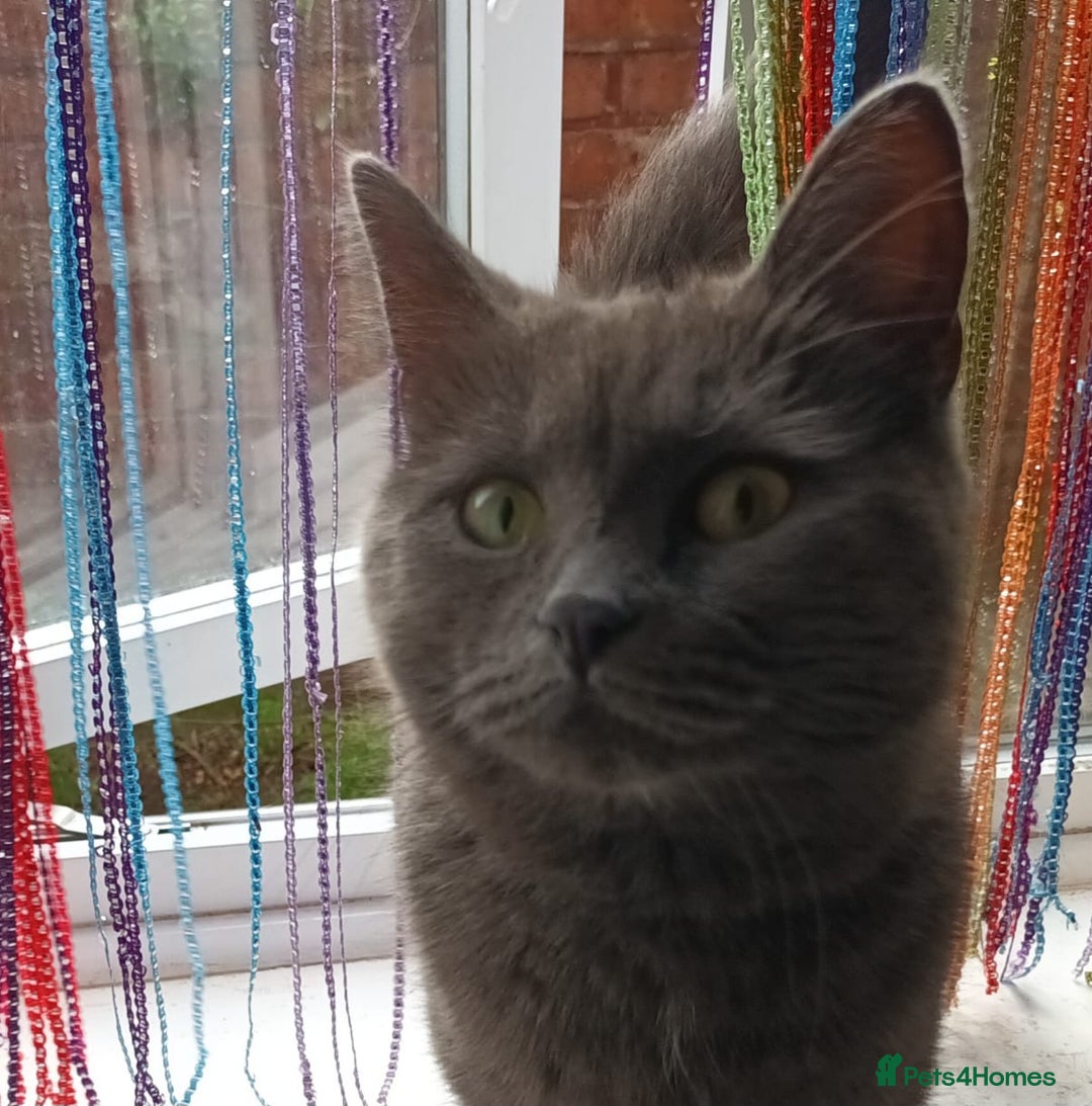 Mixed Breed cats for sale: Three cats in need of a home - Advert 2