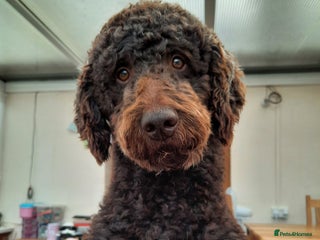 Goldendoodle dogs F1 Goldendoodle puppies fully heath tested parents - Advert 6