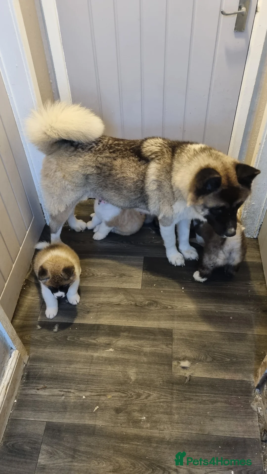 Akita dogs for sale: Akita pups - Advert 20