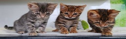 Bengal cats for sale: Bengal kittens - 2 girls and 1 boy - Advert 2