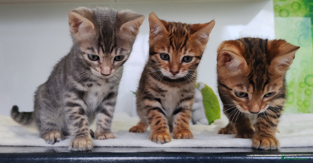 Bengal cats for sale: Bengal kittens - 2 girls and 1 boy - Advert 2
