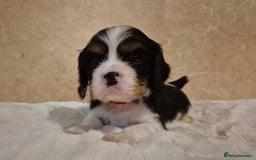 Cavalier King Charles Spaniel dogs for sale: Cavalier Puppies (Health tested perants) - Image 6