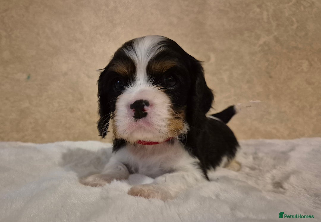 Cavalier King Charles Spaniel dogs for sale: Cavalier Puppies (Health tested perants) - Image 6