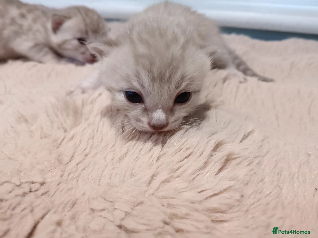 Bengal cats for sale: Tica RG pure bengals - Advert 13