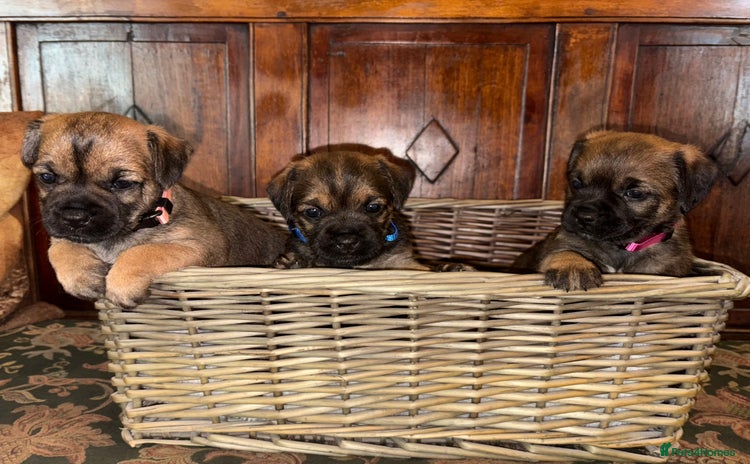Border Terrier dogs - Advert 1