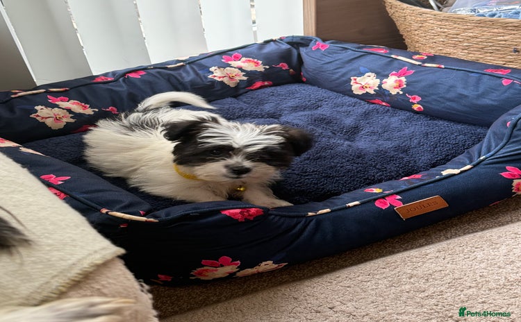Shih Tzu dogs - Advert 1