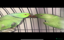 Lovebirds birds for sale: Breeding bonded pair of ringnecks - Advert 1