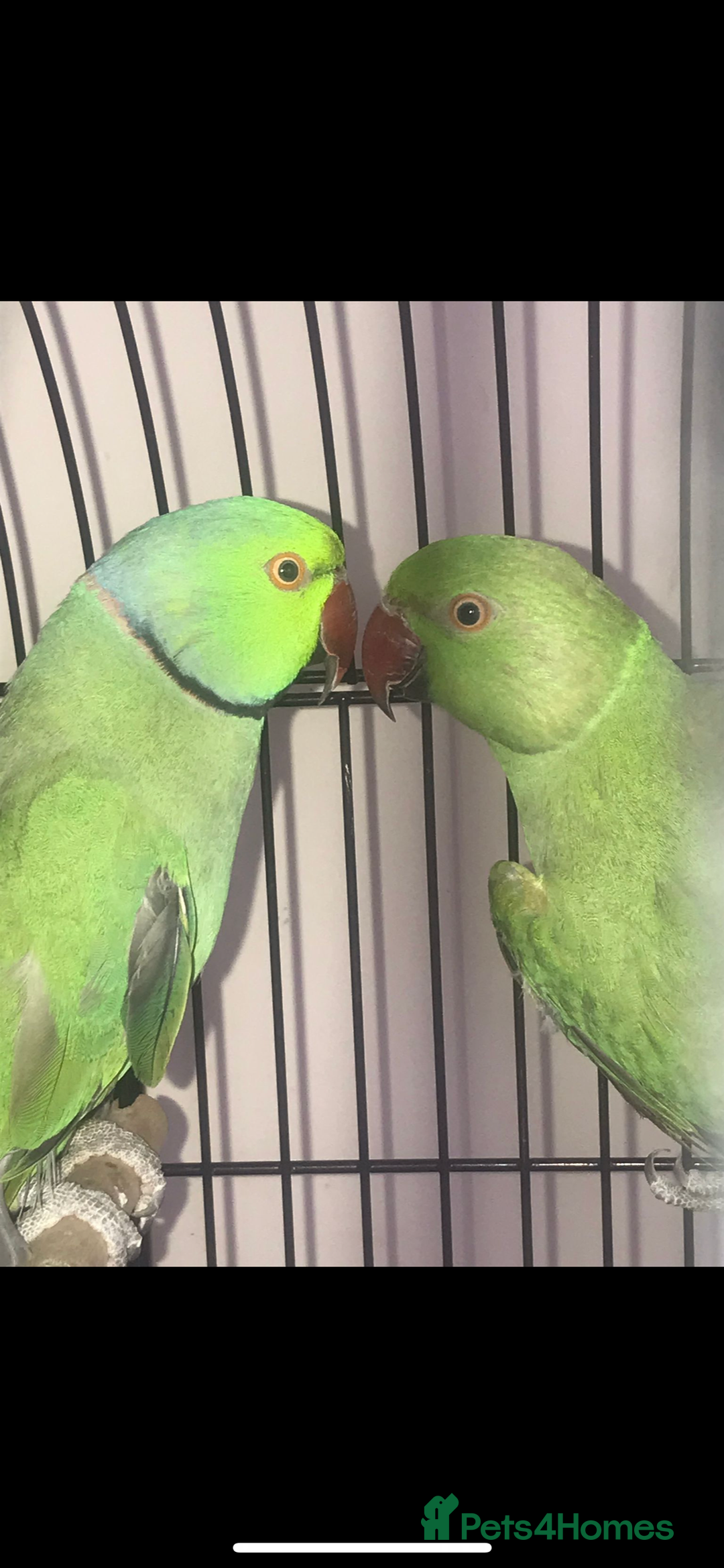 Lovebirds birds for sale: Breeding bonded pair of ringnecks - Advert 1
