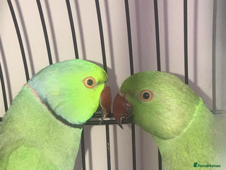 Lovebirds birds Breeding bonded pair of ringnecks - Advert 15