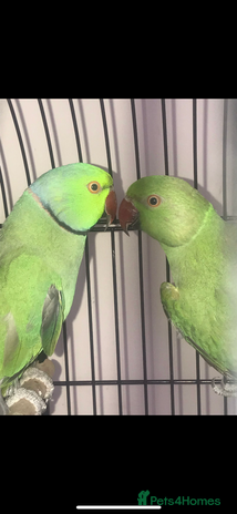 Lovebirds birds Breeding bonded pair of ringnecks - Advert 16